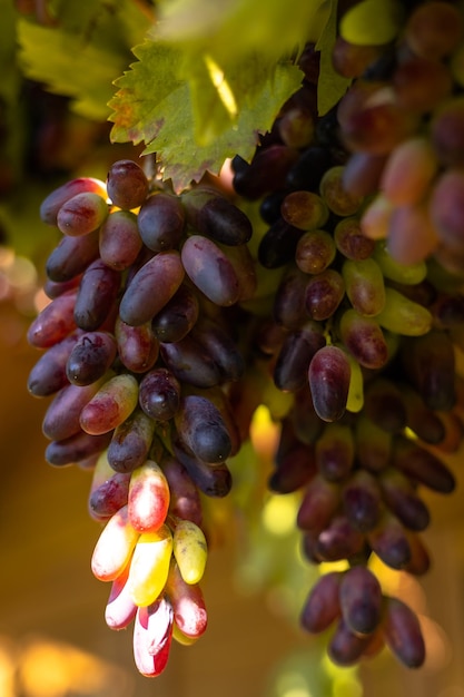 Um cacho de uvas azuis no jardim na vinha Cultivando uvas em casa