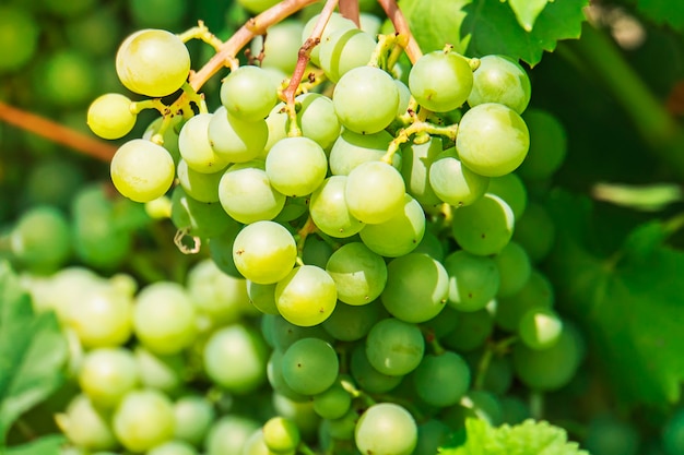 Um cacho de uvas cresce no jardim. Bagas de uva verdes à luz do sol durante o dia. vintage no país.