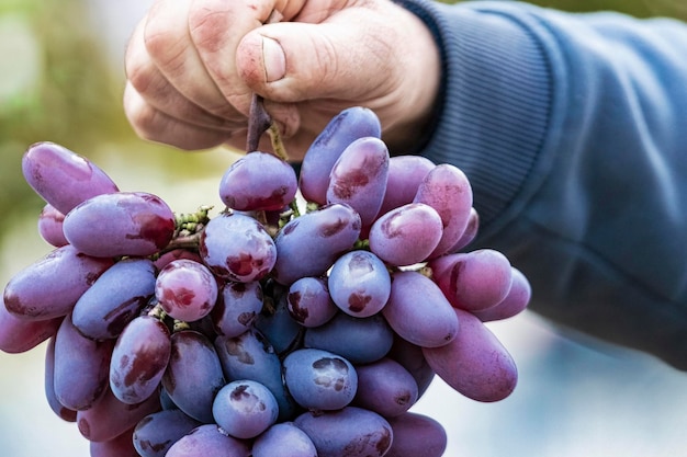 Um cacho de uvas nas mãos de um agricultor Grandes uvas maduras Variedade de uva Dedos de senhora