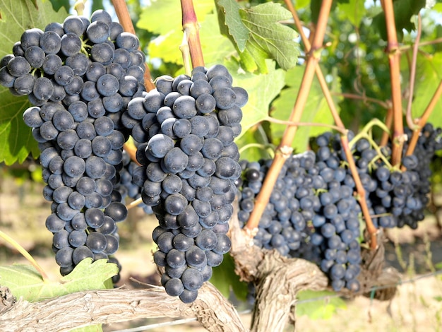 Um cacho de uvas que estão em uma videira