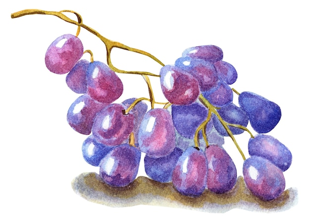 Um cacho de uvas roxas colheita de frutas aquarela ilustração isolada no fundo branco