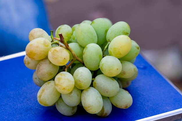 Um cacho de uvas verdes maduras cultivadas em uma fazenda caseira Produto natural sem piscicidas