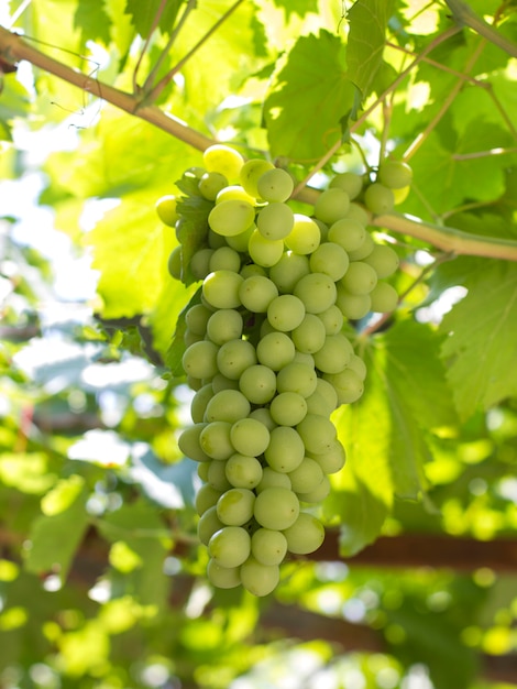 Um cacho de uvas verdes que crescem em uma videira