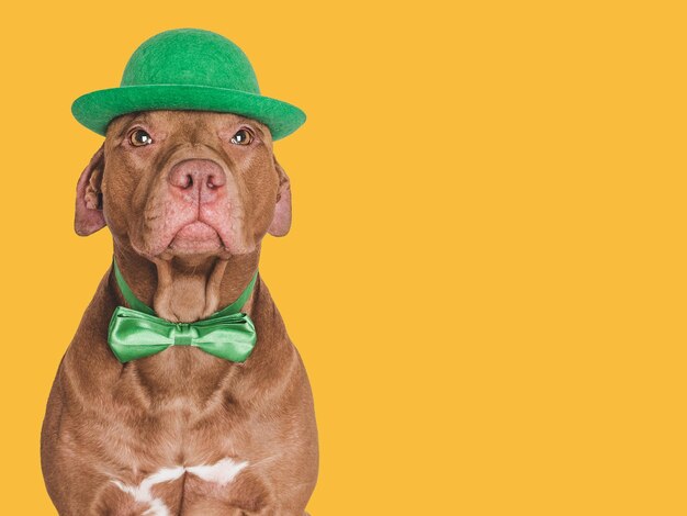 Um cachorrinho adorável e um chapéu verde brilhante.