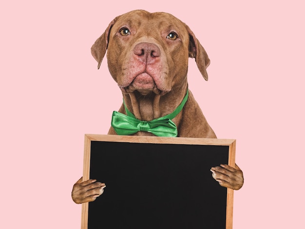 Um cachorrinho adorável e um quadro para uma inscrição de felicitações