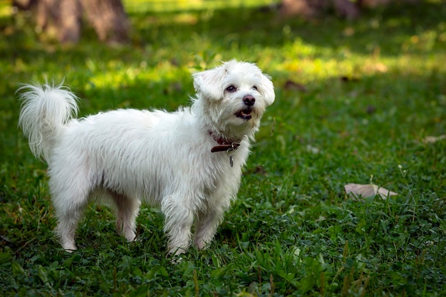 Um cachorrinho branco como a neve em uma clareira verde. Fechar-se.