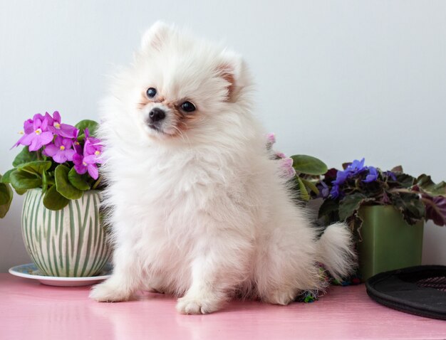 Um cachorrinho branco da Pomerânia de dois meses sentado sobre um fundo branco ao lado de flores de violetas, levantou a cabeça.