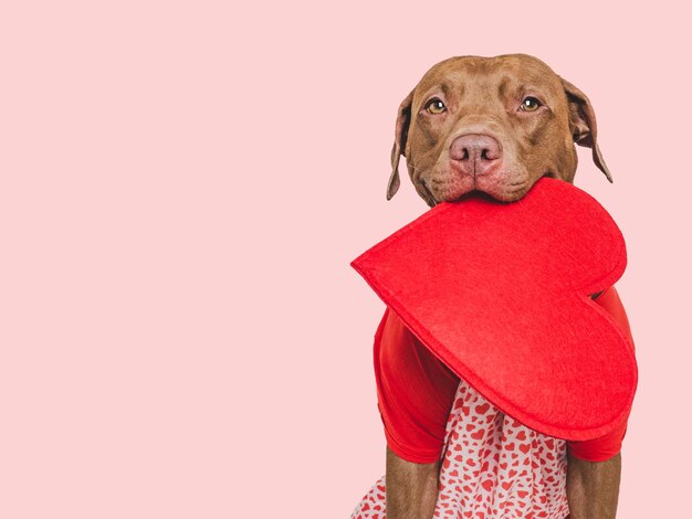 Foto um cachorrinho castanho e um coração vermelho. um lindo cartão de saudação.