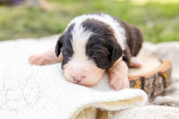 Um cachorrinho com rosto branco está deitado em uma tábua de madeira.