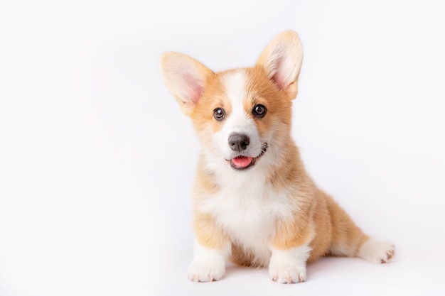 Um cachorrinho corgi é isolado em um fundo branco