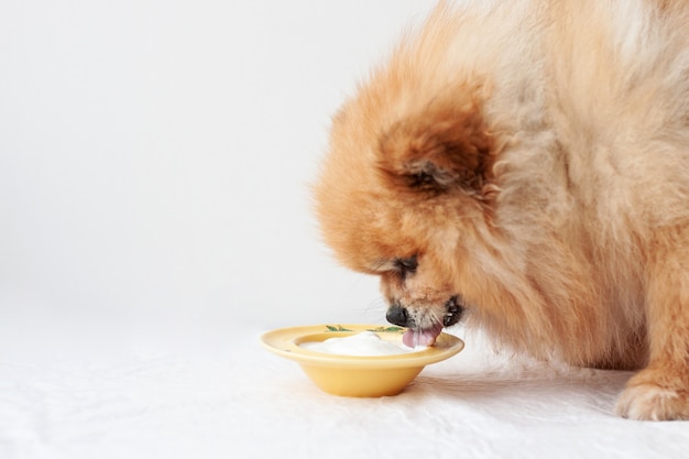 Um cachorrinho, da Pomerânia, fica perto de uma tigela amarela de iogurte e come.