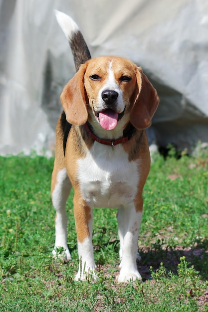 um cachorrinho da raça Beagle, cão de estimação fofo