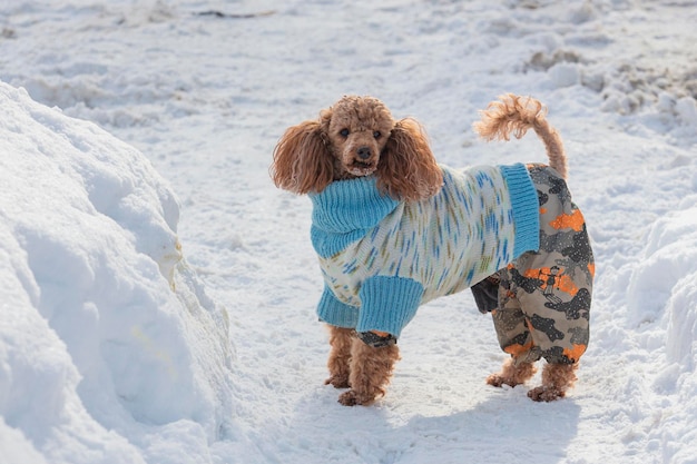 Um cachorrinho de caniche anão em uma caminhada em um parque coberto de neve