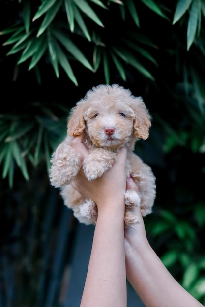 Um cachorrinho de poodle lindo e enrolado.