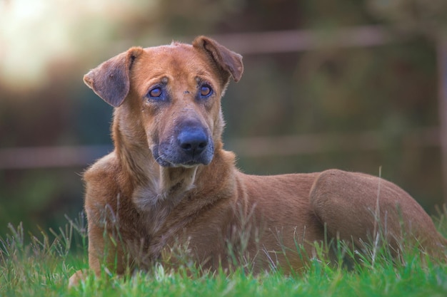 Um cachorrinho de rua em um jardim público na índia