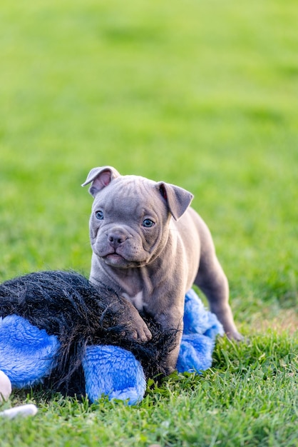 Um cachorrinho de um bulli americano caminha na grama no parque de verão.