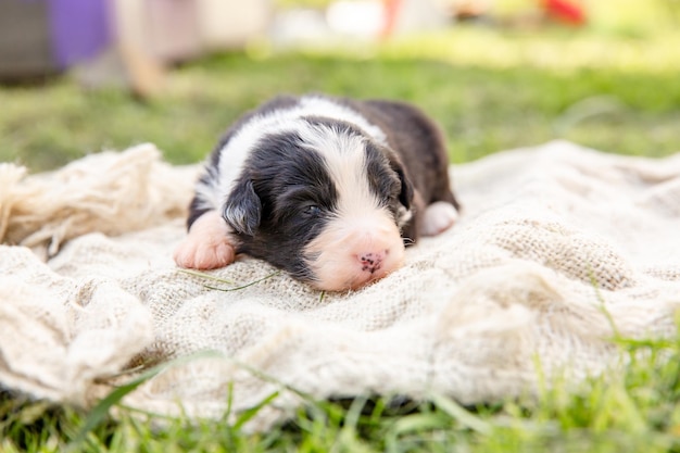 Um cachorrinho está deitado em um cobertor na grama.