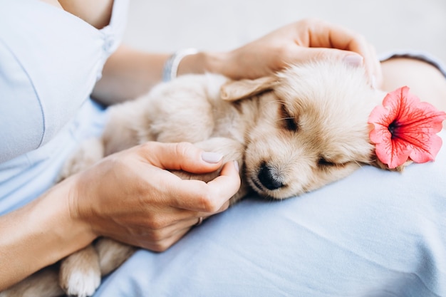 Um cachorrinho está nos braços do dono. close