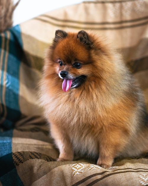 Um cachorrinho está sentado em um sofá xadrez com a língua para fora.