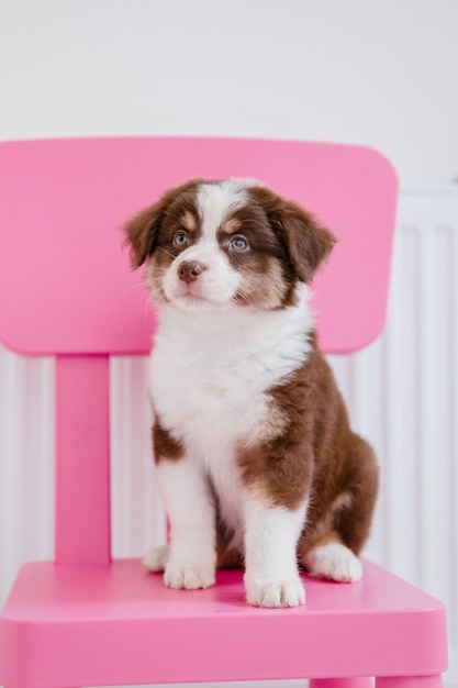 Um cachorrinho está sentado em uma cadeira rosa na sala de estar.