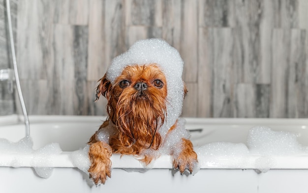 Um cachorrinho fofo de Griffon toma um banho de espuma com as patas na borda da banheira