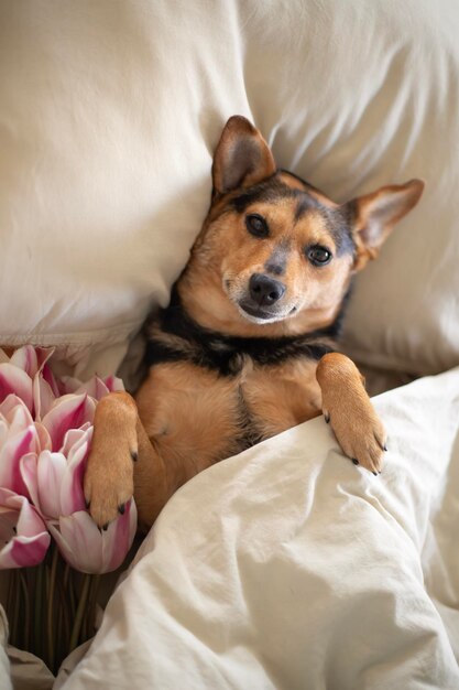 Um cachorrinho lindo se aconchega na cama de manhã As tulipas estão por perto Conforto e sono saudável