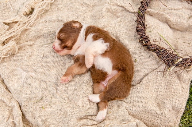 Um cachorrinho marrom e branco está dormindo em um cobertor.