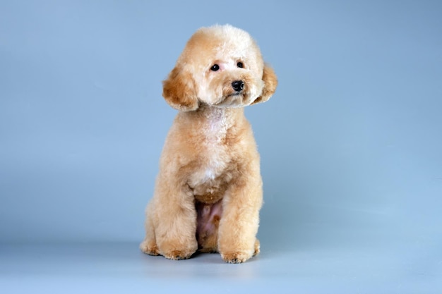 Um cachorrinho poodle de cor moderna senta-se na frente da câmera depois de cortar o cabelo