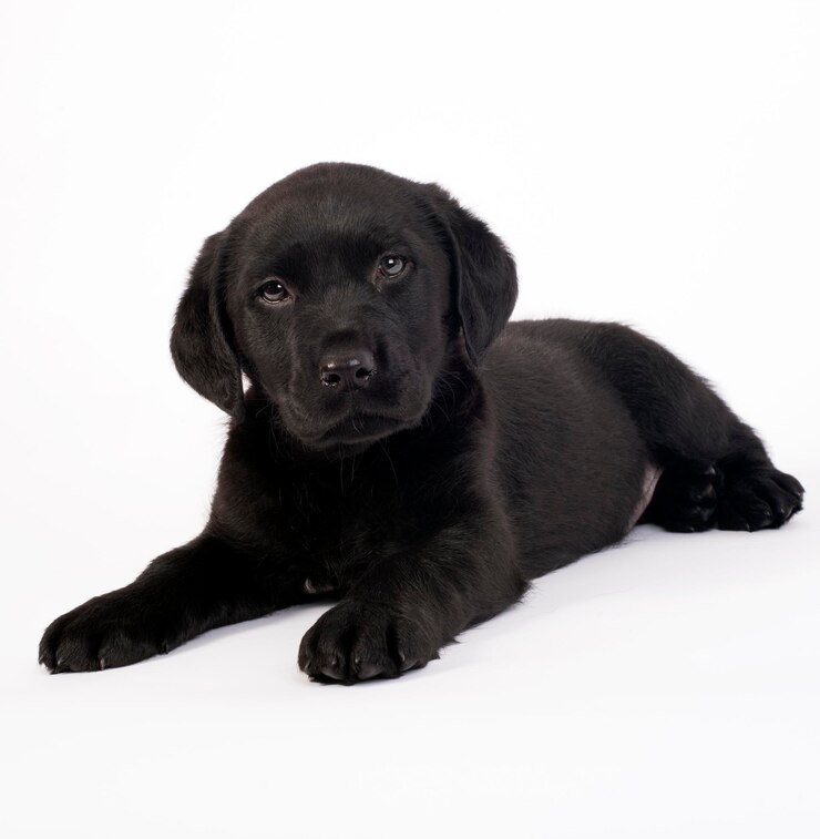 Foto um cachorrinho preto deitado sobre um fundo branco com a palavra cachorrinho nele.