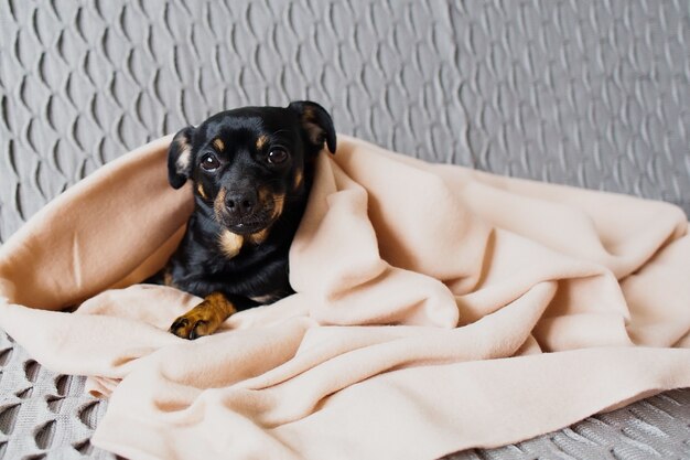 Foto um cachorrinho preto no sofá em xadrez