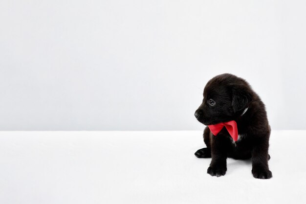 Um cachorrinho preto sentado em uma mesa branca