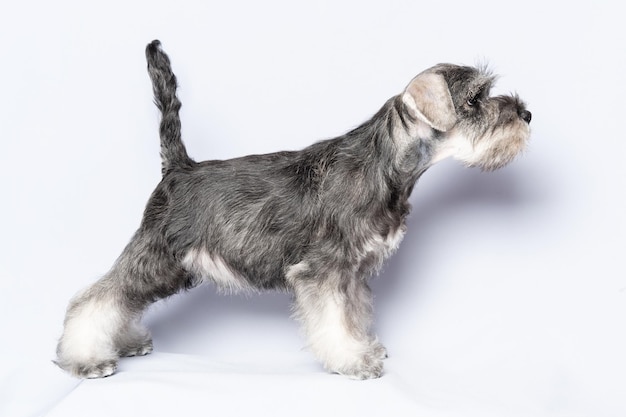 Um cachorrinho schnauzer em pé Retrato de um cachorrinho em close em um fundo claro