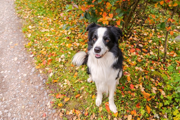 Um cachorrinho sorridente engraçado border collie sentado no fundo de folhagem colorida de outono no parque ao ar livre