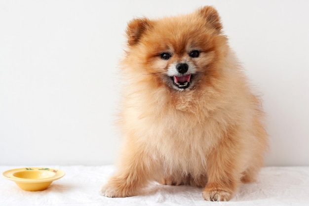 Um cachorrinho, um lulu da Pomerânia, está sentado ao lado de uma tigela amarela