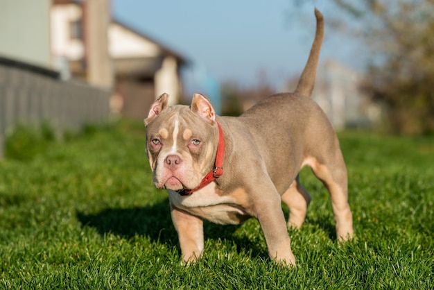 Um cachorrinho valentão americano de bolso sentado na grama