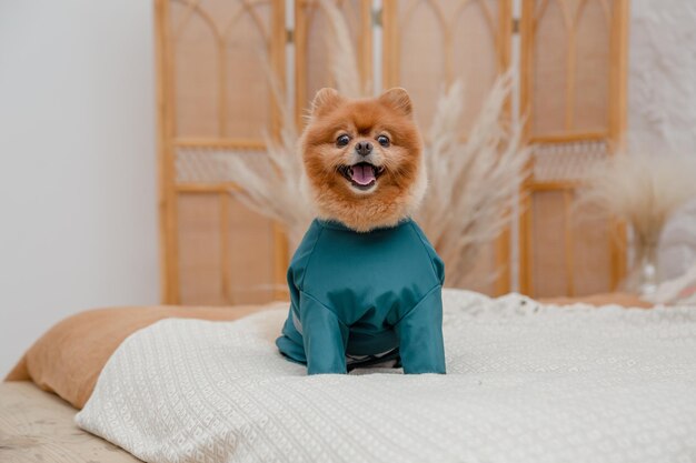 Um cachorrinho vestindo uma camisa azul está sentado em uma cama.