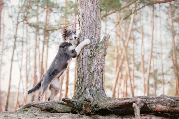 Um cachorro abraçando uma árvore na floresta