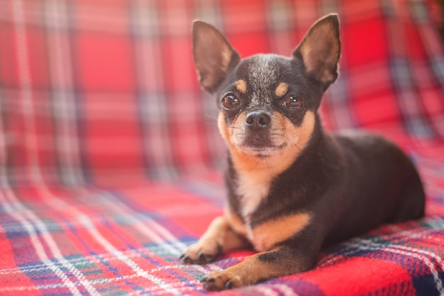 Um cachorro adulto descansa no sofá um chihuahua tricolor está deitado em um cobertor vermelho xadrez