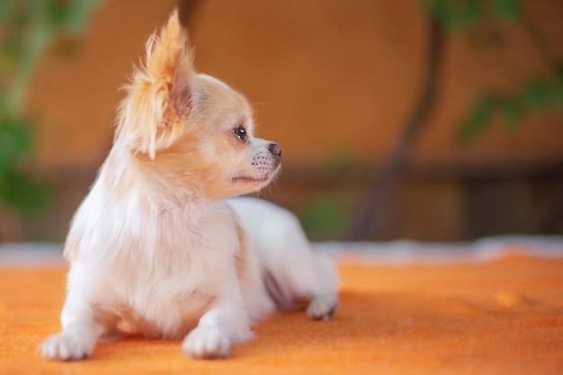 Um cachorro adulto está descansando Um chihuahua branco e vermelho está sobre um cobertor laranja