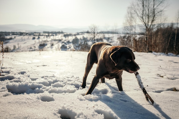 Um cachorro andando na neve um Labrador