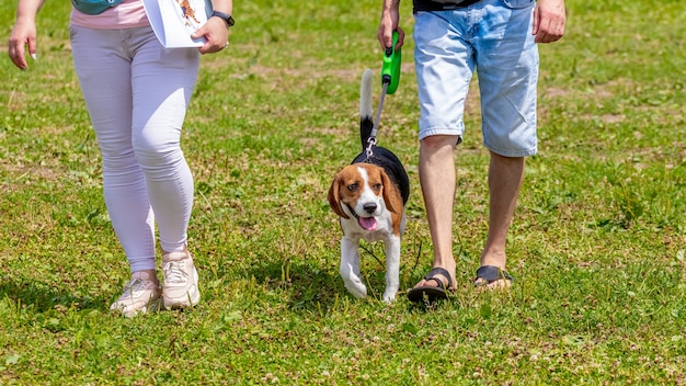 Um cachorro beagle caminha no parque ao lado de pessoas, seus donos