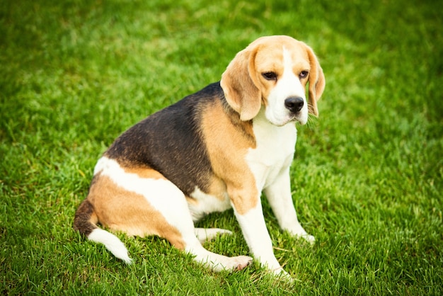 Um cachorro beagle deitado sobre uma grama verde.