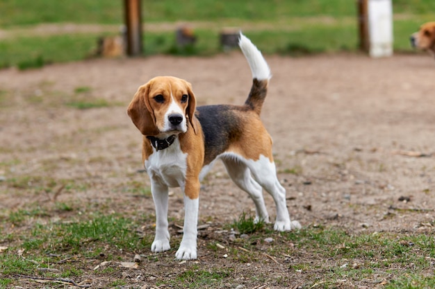 um cachorro beagle em uma coleira com uma cauda levantada está parado na rua