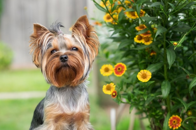 Um cachorro bonito está sentado em um banco no jardim. Yorkshire Terrier. Fechar-se