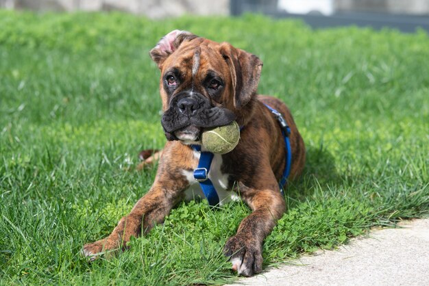 Foto um cachorro boxer com uma bola de tênis na boca