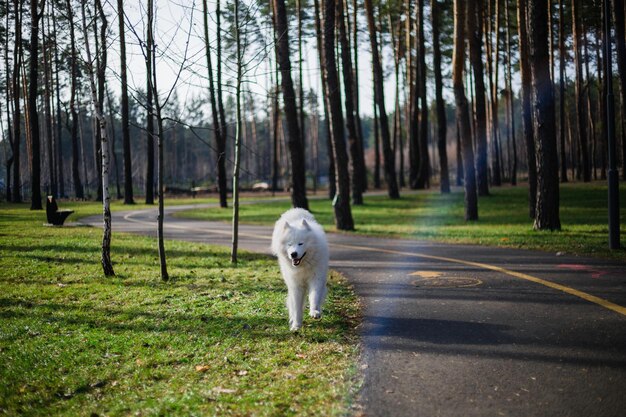 Um cachorro branco caminha por um caminho na floresta.