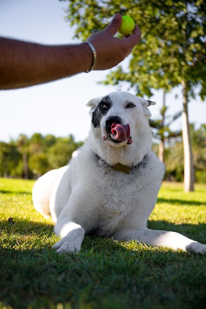 Um cachorro branco com uma mancha preta em um olho brincando com uma bola,