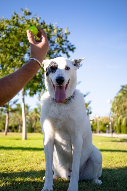 Um cachorro branco com uma mancha preta em um olho brincando com uma bola,