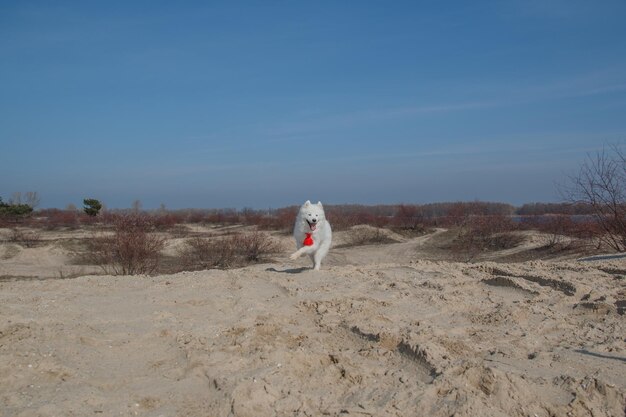 Um cachorro branco corre em uma praia com um frisbee vermelho na boca.