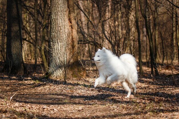 Foto um cachorro branco corre na floresta com uma cauda branca e fofa.